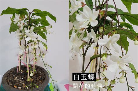 垂枝茉莉風水|垂枝茉莉的照顧